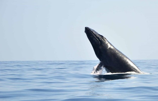 Regresan las ballenas a Samaná: costo, hospedaje, tours y más datos útiles
