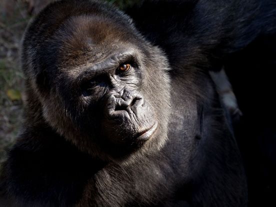 Sacrifican a la famosa gorila Choomba de 59 años en el zoo estadounidense de Atlanta debido al deterioro de su salud