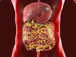 Detectan cómo el microbioma intestinal puede aumentar el riesgo de COVID prolongado