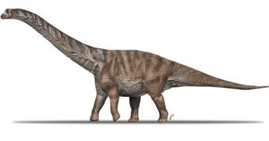 Describen una nueva especie de titanosaurio que habitó la actual región de los Pirineos hace unos 70 millones de años