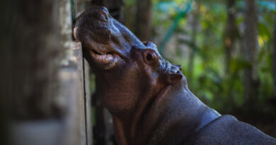 "Los hipopótamos ya no son africanos, son colombianos": activistas se oponen al plan de declarar los animales de Pablo Escobar como especie invasora