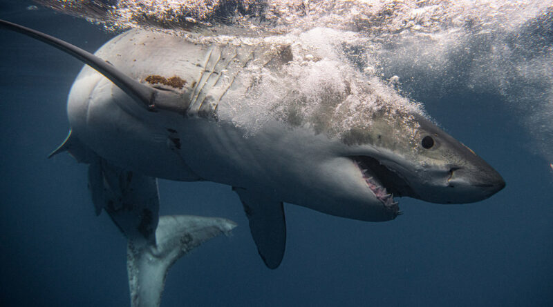 Muere un nadador en un brutal ataque de tiburón blanco, el primer caso mortal en Sídney desde 1963