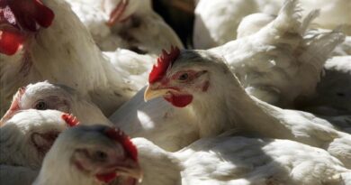 Rusia prohíbe por razones sanitarias la importación de aves y huevos de 4 estados de EE.UU.