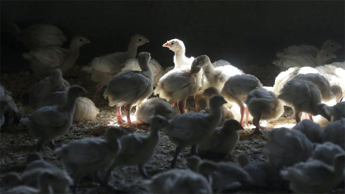 Francia sacrificará millones de animales para detener una nueva epidemia de gripe aviar