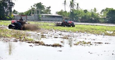 2025: una fecha no muy lejana que amenaza el cultivo de arroz