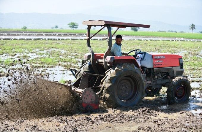 Cosecha de arroz contará con RD$10,000 millones del Banreservas para financiamiento a un 6%