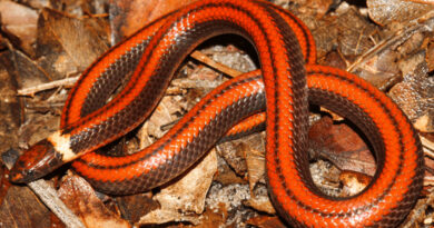 Descubren en Paraguay una nueva especie de serpiente caracterizada por una rara belleza