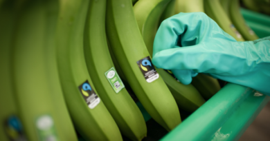 Banano y cacao lideran producción orgánica dominicana