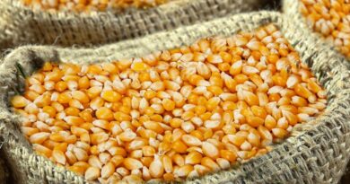 Estado aportará a avicultores US$27 por cada tonelada de maíz importada