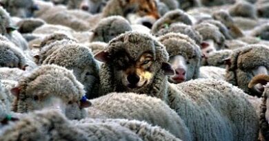 PALABRA DE DIOS VIERNES DE LECTURA Yo los envío como ovejas entre lobos.