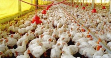 Gobierno importará 2 millones de pollos en una primera etapa para mitigar precios