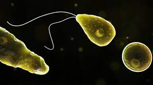 La ameba “comecerebros”, el organismo unicelular que ataca bajo el agua y puede ser letal