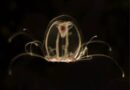 Descifraron el genoma de la medusa inmortal y se abre una puerta contra el envejecimiento