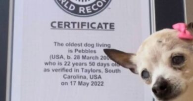 Murió a los 22 años la perra más longeva del mundo
