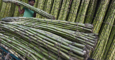 India permite exportar 6 millones de toneladas de azúcar en 2022/23