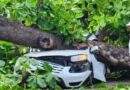 Frondoso árbol cae sobre vehículo en la Zona Universitaria y mata una persona