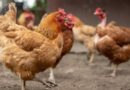 Reportan un brote de gripe aviar en una granja de Sudáfrica
