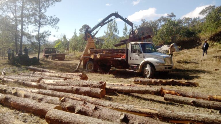 Medio Ambiente ocupa unos 500 mil pies de pinos cortados sin permiso en Dajabón