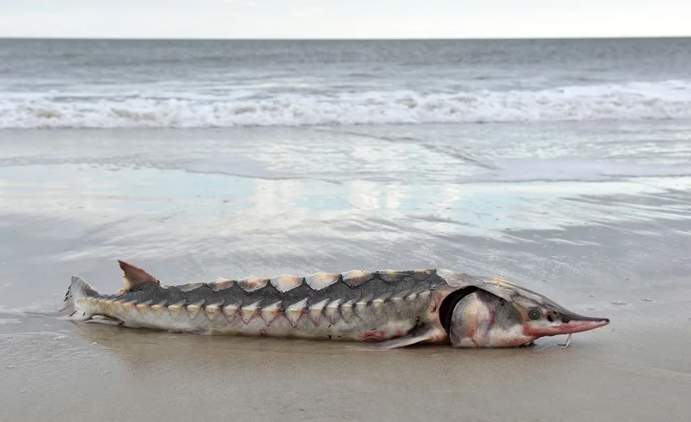 Sorpresa en EEUU: el cadáver de un esturión atlántico prehistórico apareció en una playa