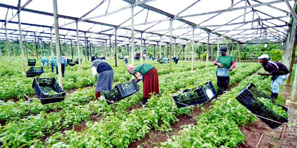 Realizarán Feria de los Vegetales en el municipio Rancho Arriba