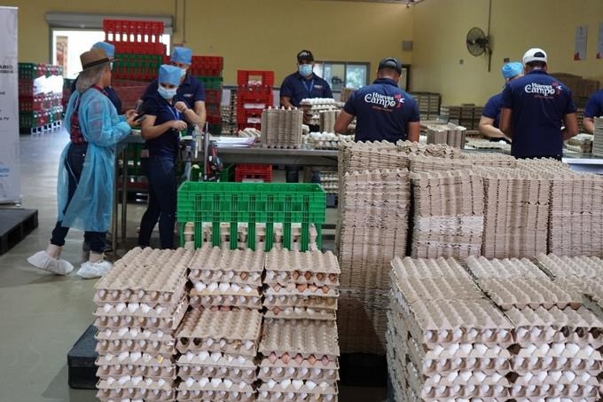 Productores de huevos aseguran hay oferta y unidad vale RD$5.50