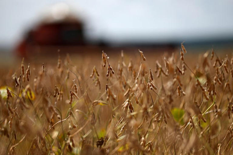 Cosecha de soja 2022/23 alcanza el 71% del área en Brasil, según Pátria AgroNegócios