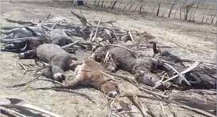 Hombre envenena a 12 burros en finca de Santiago Rodríguez