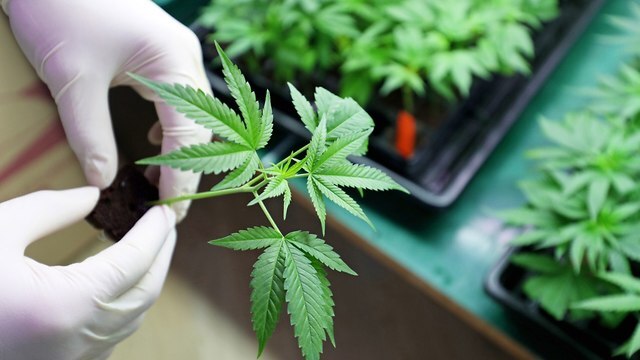 Desarman una red de narcotráfico que enviaba marihuana a Finlandia desde España e Italia