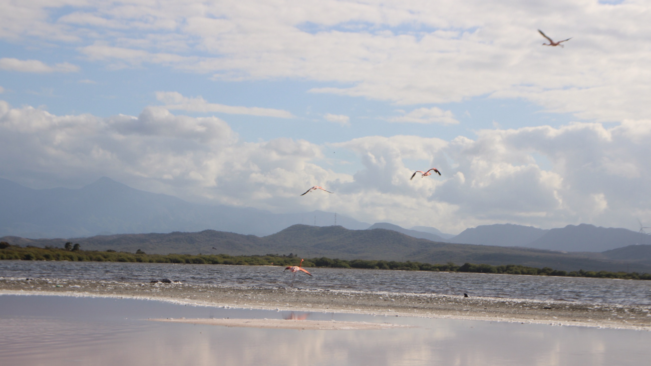 Ministerio de Medio Ambiente logra liberar más flamencos que fueron rescatados