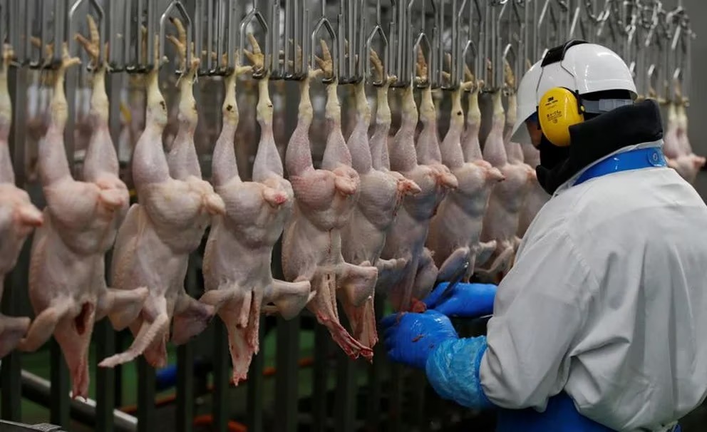 Confirmaron el primer caso de gripe aviar en aves de corral y el Gobierno suspendió las exportaciones