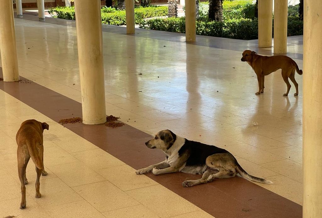 La UASD condena la muerte de perros por envenenamiento cerca de su sede