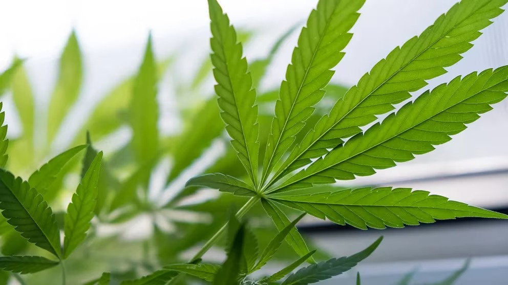Qué efectos tiene la marihuana en las personas mayores de 65 años
