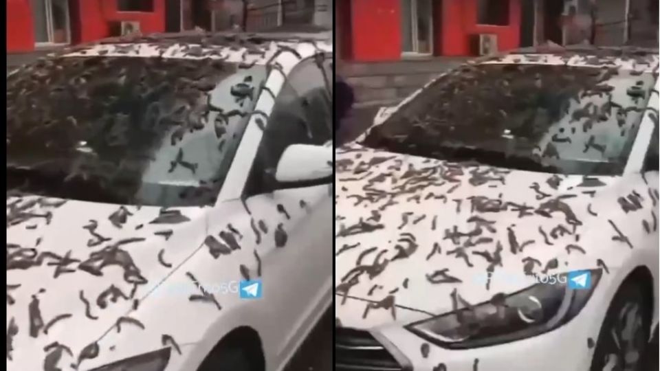 “Lluvia de gusanos” en China, las impactantes imágenes se viralizaron en redes sociales