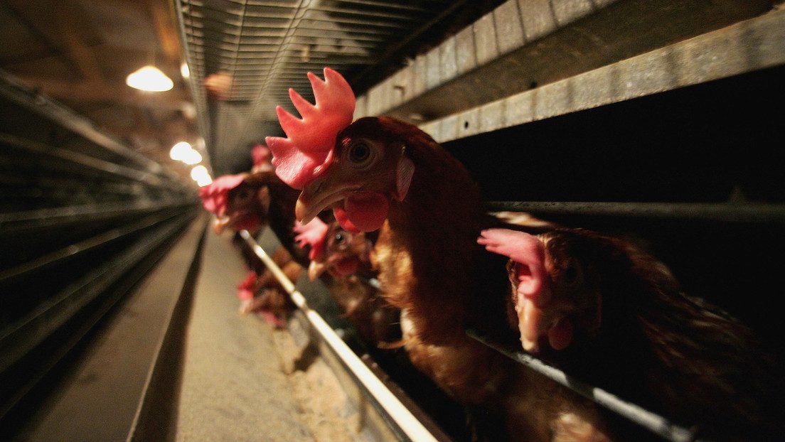 Japón se queda sin espacio para enterrar a los pollos sacrificados por el brote de la gripe aviar