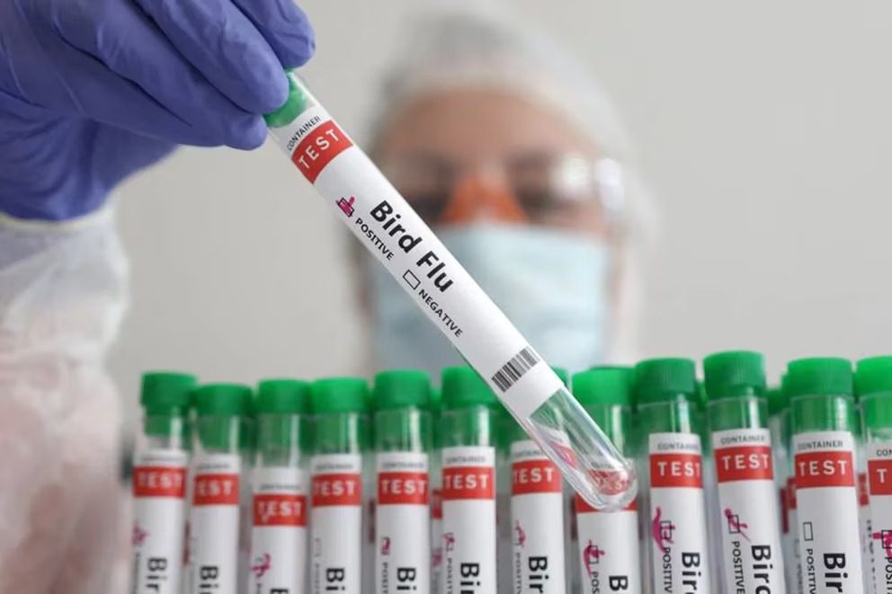 Gripe aviar: por qué las mutaciones detectadas en el paciente chileno pueden ser un signo de propagación en humanos