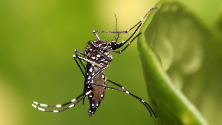 Alerta en Argentina por incremento en casos de dengue: Casos suben en un 75% en una sola semana