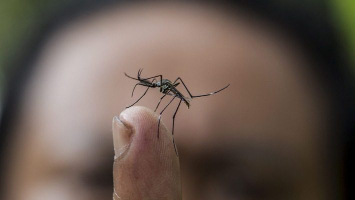 Argentina enfrenta complejo brote de dengue: 14 personas han muerto y Buenos Aires está entre las zonas afectadas