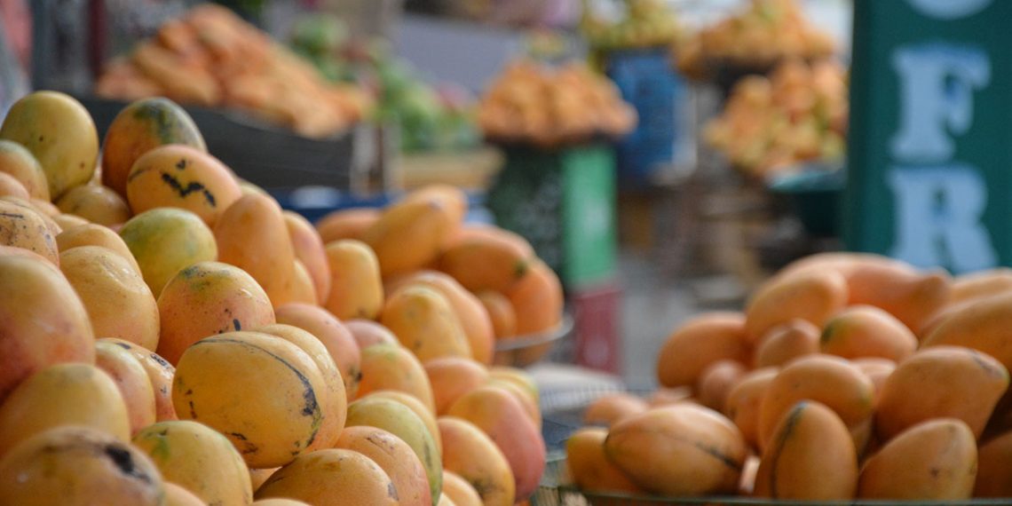 República Dominicana logra superar a Haití en exportación de mangos hacia EEUU