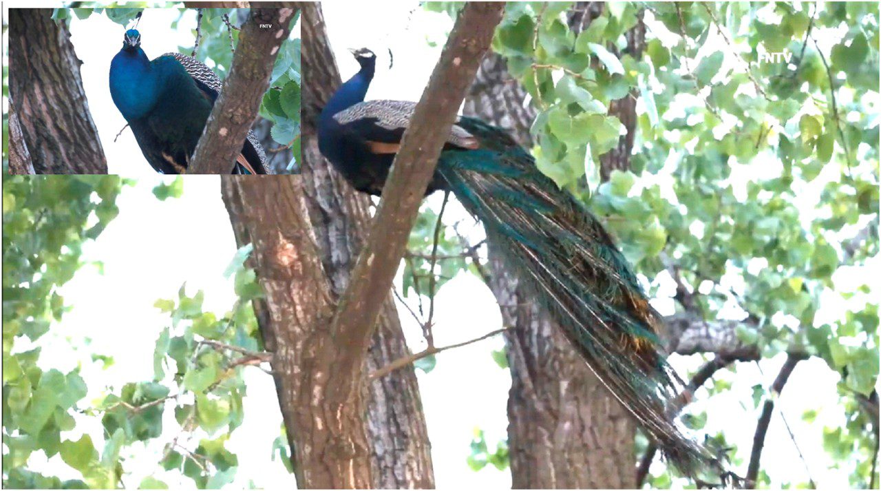 Pavo Real escapa del zoológico de El Bronx ofreciendo espectáculo en las calles donde picoteó un hombre