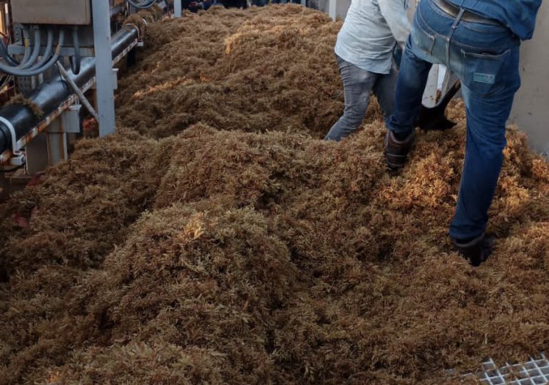 Unidad II de Punta Catalina retorna al sistema tras retiro de sargazo
