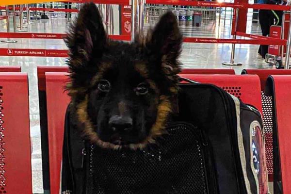 Llega a México un cachorro donado por Turquía tras la muerte del perro rescatista Proteo