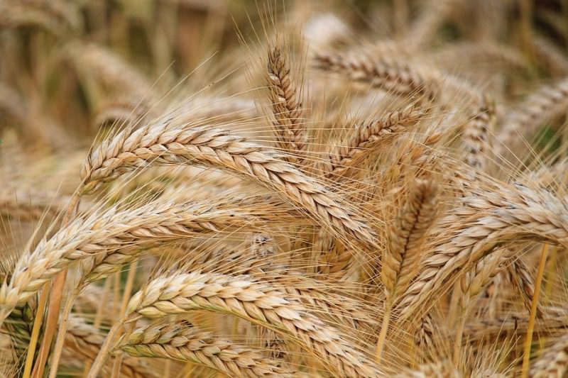 Unión Europea autoriza prolongar hasta septiembre restricciones a importación de grano ucraniano
