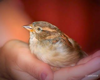 PALABRA DE DIOS DOMINGO DE LECTURA No tengan miedo, porque ustedes valen mucho más que todos los pájaros del mundo.