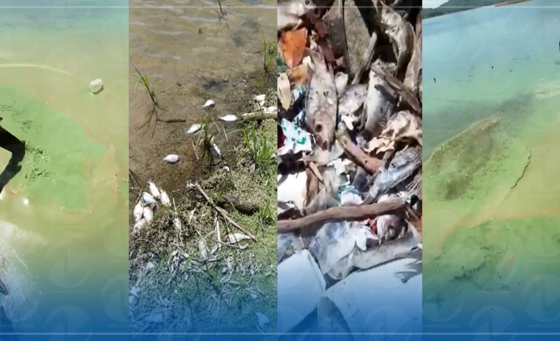 Cunde alarma por muerte masiva de peces y agua contaminada en presa de Hatillo