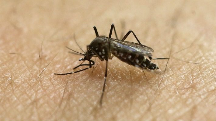 EE.UU.: Emiten alerta sanitaria tras confirmarse dos casos de malaria en Florida