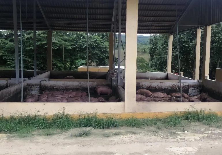 Medio Ambiente sancionará granja de cerdos que vertió agua residual en río Licey