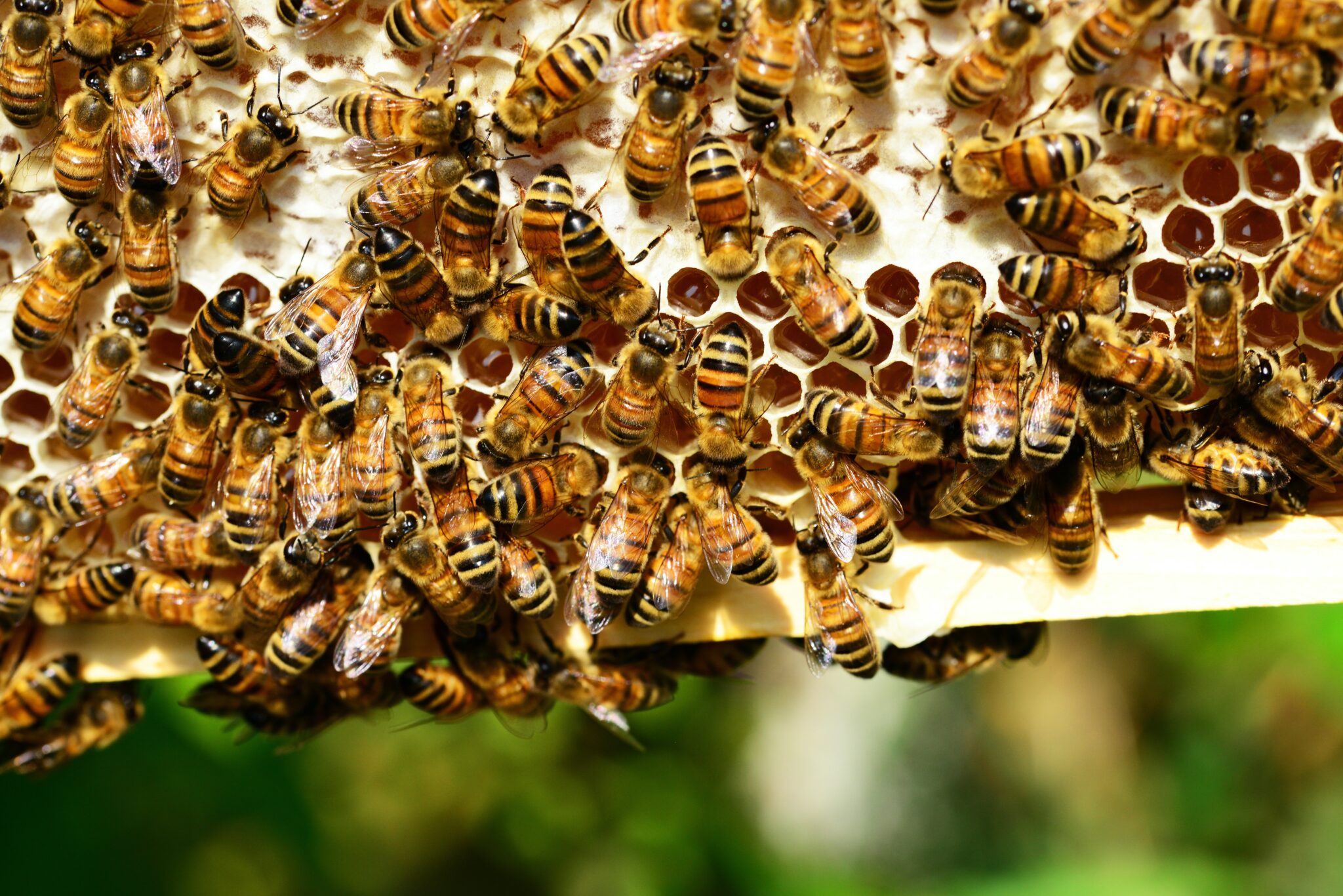 Samsung realiza voluntariado Bee The Change para generar conciencia sobre el Medio Ambiente a través de las abejas 
