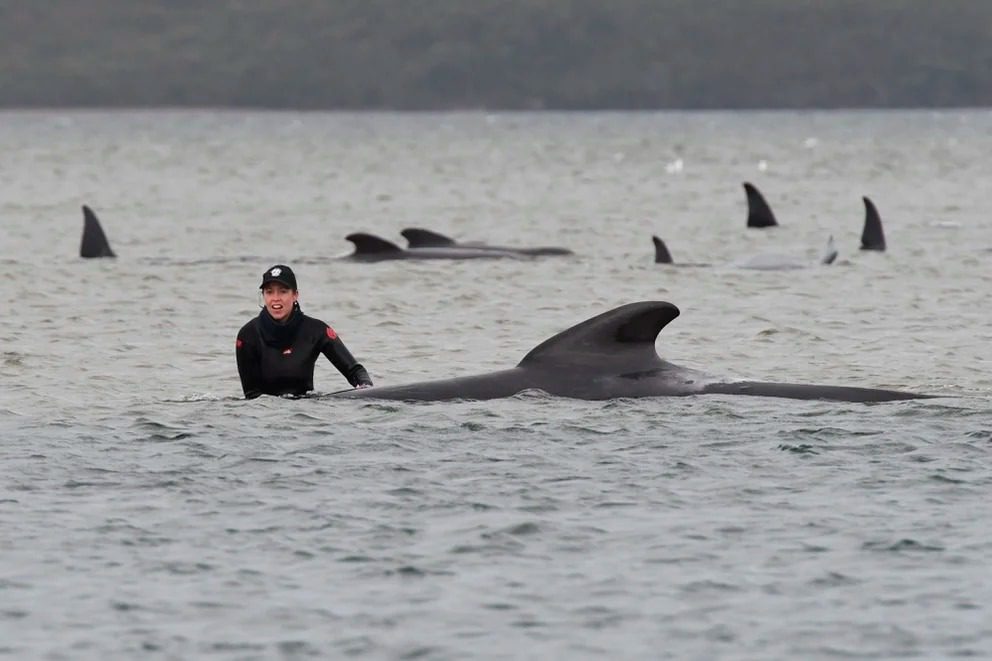 Al menos 51 ballenas piloto murieron tras quedar varadas en una playa de Australia