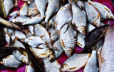 PALABRA DE DIOS DOMINGO DE LECTURA Se parece el Reino de los cielos a la red que los pescadores echan en el mar y recoge toda clase de peces. 