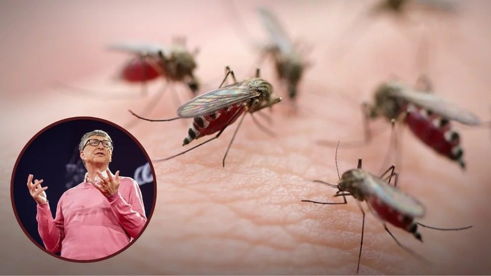 Por qué Bill Gates tiene una granja en Medellín que produce 30 millones de mosquitos a la semana